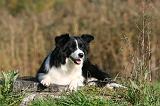 BORDER COLLIE 1347